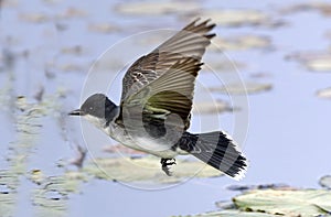 Eastern Kingbird In Flight photo