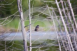 Eastern Kingbird perched on a branch at the edge of the LÃ©on-Provancher marsh