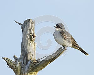 Eastern Kingbird perched on a limb photo
