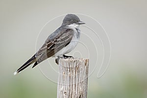 Eastern Kingbird perched on wood pole