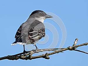 Eastern Kingbird Sitting on a Tree Branch