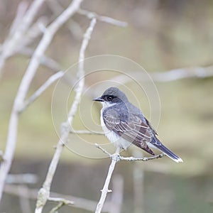 Eastern kingbird sitting on a tree branch.Oak Harbor.Magee Marsh Wildlife Area.Ohio.USA