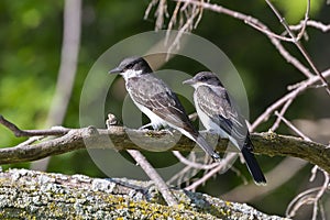 The eastern kingbird Tyrannus tyrannus photo