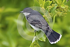 Eastern Kingbird (Tyrannus tyrannus)