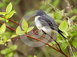 Eastern Kingbird (Tyrannus tyrannus)