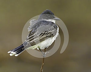 Eastern kingbird Tyrannus tyrannus perched on a branch