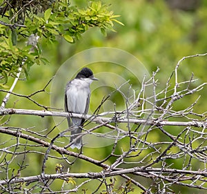 Eastern Kingbird in a woodland in Muskoka