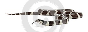 Eastern kingsnake or common kingsnake, Lampropeltis getula californiae