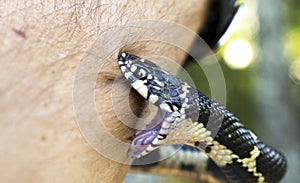 Eastern Kingsnake snake bite