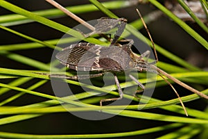 Eastern Leaf Footed bug (Leptoglossus phyllopus) insect on pine needles. photo
