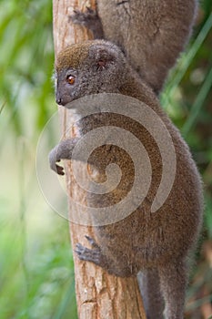 Eastern Lesser Bamboo Lemur photo