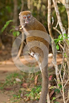 Eastern Lesser Bamboo Lemur photo