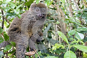 Eastern lesser bamboo lemur Hapalemur griseus