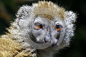 Eastern lesser bamboo lemur (Hapalemur griseus)