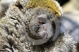 Eastern lesser bamboo lemur (Hapalemur griseus)