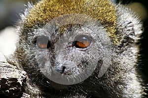 Eastern lesser bamboo lemur (Hapalemur griseus)