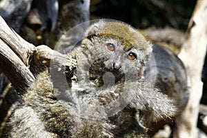 Eastern lesser bamboo lemur (Hapalemur griseus)