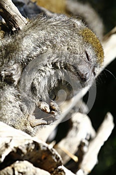 Eastern lesser bamboo lemur (Hapalemur griseus)