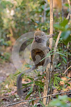 Eastern lesser bamboo lemur Hapalemur griseus