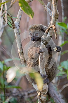 Eastern lesser bamboo lemur Hapalemur griseus