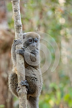 Eastern lesser bamboo lemur Hapalemur griseus