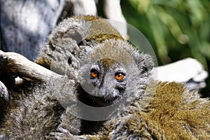 Eastern lesser bamboo lemur (Hapalemur griseus) photo