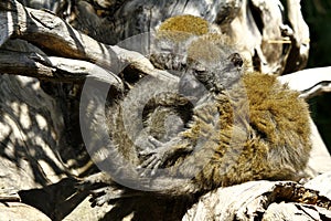 Eastern lesser bamboo lemur (Hapalemur griseus) photo