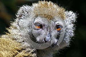 Eastern lesser bamboo lemur (Hapalemur griseus) photo