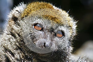 Eastern lesser bamboo lemur (Hapalemur griseus) photo