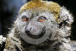 Eastern lesser bamboo lemur (Hapalemur griseus) photo