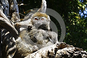 Eastern lesser bamboo lemur (Hapalemur griseus) photo