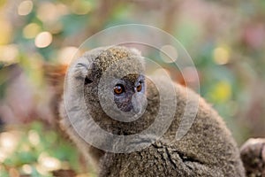 Eastern lesser bamboo lemur Hapalemur griseus photo