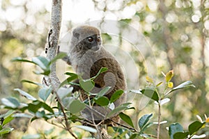 Eastern lesser bamboo lemur Hapalemur griseus photo
