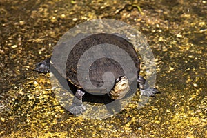 Eastern Long-necked Turtle