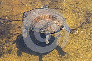 Eastern Long-necked Turtle