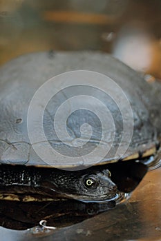 Eastern long-necked turtle (Chelodina longicollis)