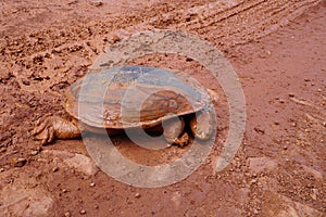 Eastern long-necked turtle ,Scientific name: Chelodina longicollis muddy road