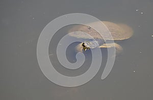 Eastern long necked turtle in water