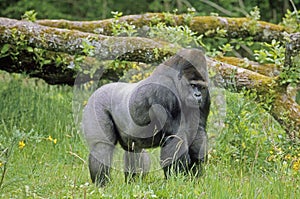 EASTERN LOWLAND GORILLA gorilla gorilla graueri, MALE