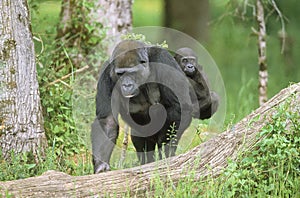 EASTERN LOWLAND GORILLA gorilla gorilla graueri, MOTHER CARRYING YOUNG ON ITS BACK photo