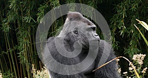 Eastern Lowland Gorilla, gorilla gorilla graueri, Silverback Male
