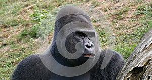 Eastern Lowland Gorilla, gorilla gorilla graueri, Silverback Male