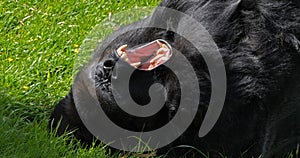 Eastern Lowland Gorilla, gorilla gorilla graueri, Silverback Male Laying down on Grass, Yawning