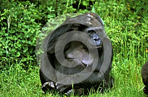 Eastern Lowland Gorille, gorilla gorilla grauer, Female sitting on Grass