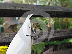 Eastern Lubber Giant Grasshopper captured with wide angle macro