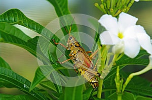 Eastern Lubber grasshopper