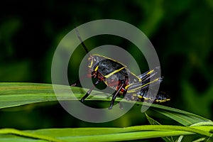 Eastern lubber grasshopper