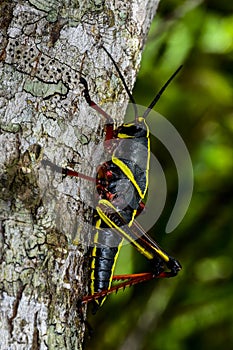 Eastern lubber grasshopper