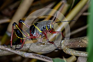 Eastern lubber grasshopper