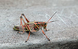 Eastern lubber grasshopper